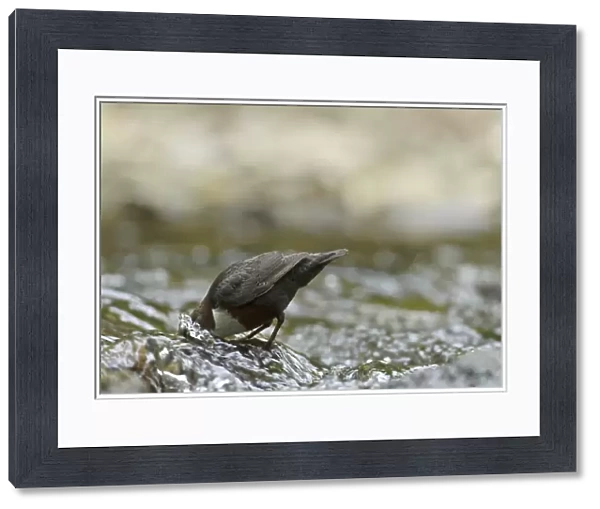 White-throated Dipper (Cinclus cinclus gularis) adult, foraging with head submerged in stream, Wales, May