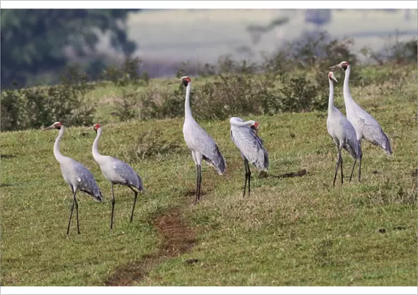 Brolga (Grus rubicunda) six adults, warming up in early morning sunshine, standing in extinct volcanic crater