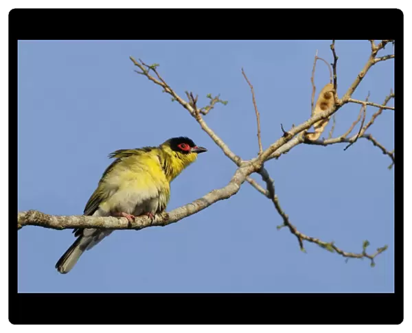 Australasian Figbird (Sphecotheres vieilloti flaviventris) Yellow Figbird subspecies, adult male, perched on branch