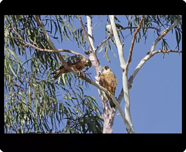 Australian Hobby (Falco longipennis) adult pair, female feeding on Yellow-throated Miner (Manorina flavigula) prey