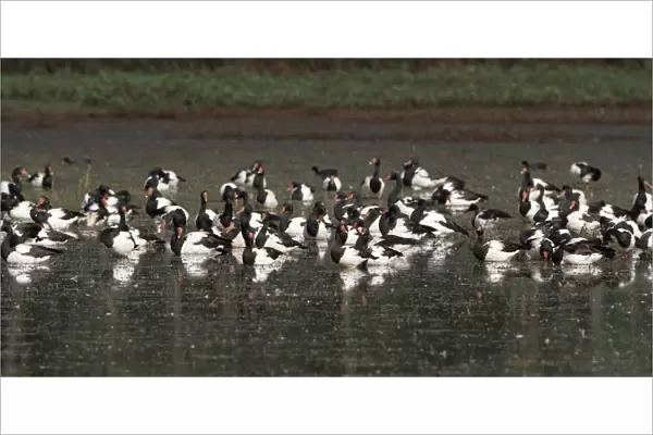 Magpie Goose (Anseranas semipalmata) flock, roosting in shallow water, Hasties Swamp N. P