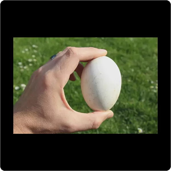 Domestic Goose, egg, held in hand, Mendlesham, Suffolk, England, April