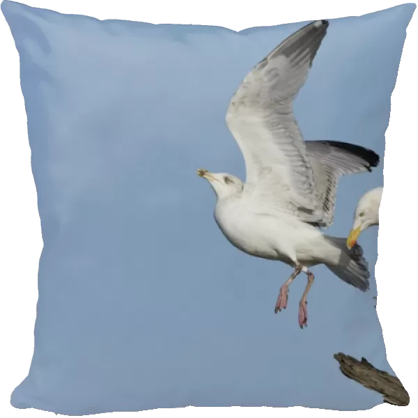 Herring Gull (Larus argentatus) adult, breeding plumage, in flight, displacing immature, third winter plumage