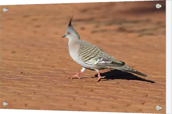 Crested Pigeon (Geophaps lophotes) adult male, walking on paved path, Uluru-Kata Tjuta N. P