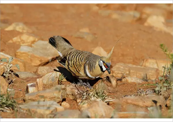 Spinifex Pigeon (Geophaps plumifera) adult male, in coutship display, Pound Walk, Ormiston Gorge, West MacDonnell N. P