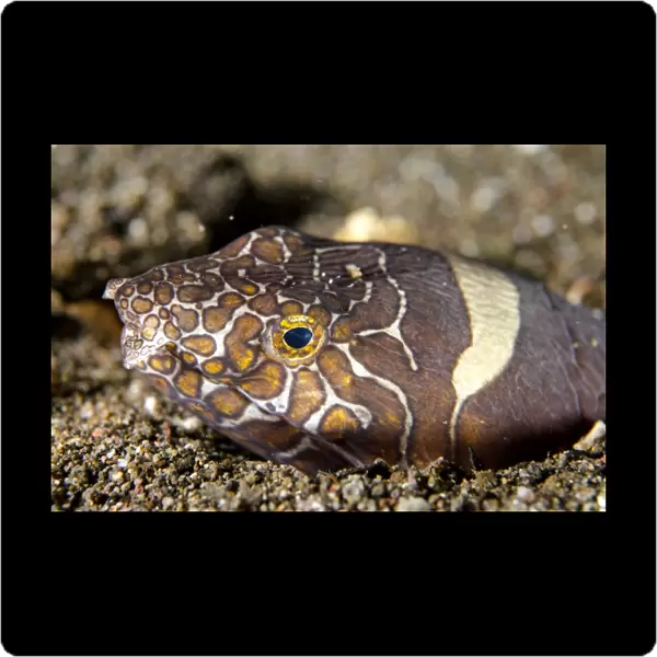 Napoleon Snake-eel (Ophichthus bonaparti) adult, close-up of head, at burrow entrance in sand, Horseshoe Bay