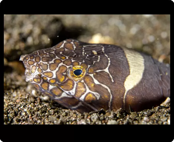 Napoleon Snake-eel (Ophichthus bonaparti) adult, close-up of head, at burrow entrance in sand, Horseshoe Bay