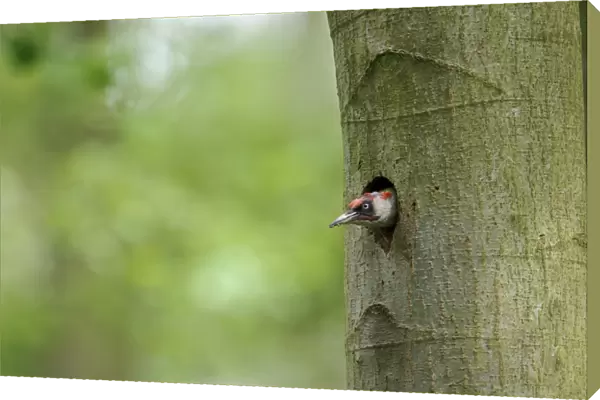 European Green Woodpecker (Picus viridis) adult male, emerging from nesthole entrance in tree trunk, Cannock Chase