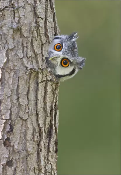 White-faced Scops-owl (Otus leucotis) adult, looking out from hole in tree trunk (captive)