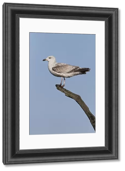 Herring Gull (Larus argentatus) immature, standing on tree branch, Suffolk, England, February