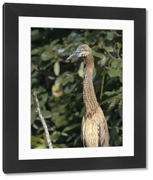 Great-billed Heron (Ardea sumatrana) immature, close-up of head and neck, Daintree River, Daintree N. P