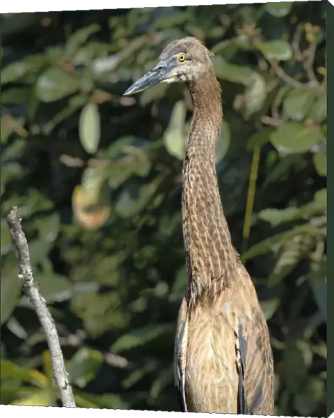 Great-billed Heron (Ardea sumatrana) immature, close-up of head and neck, Daintree River, Daintree N. P