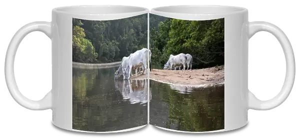Domestic Cattle, Zebu (Bos indicus) cows, drinking from crocodile infested river, Daintree River, Daintree N. P