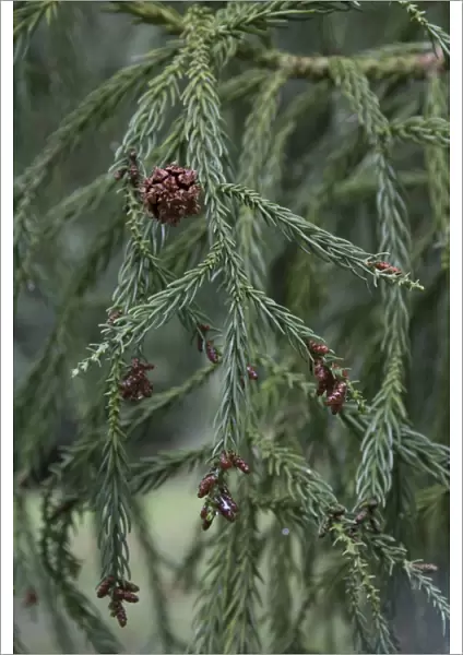 Japanese Red Cedar, one female cone and some smaller male cones. Cryptomeria japonica
