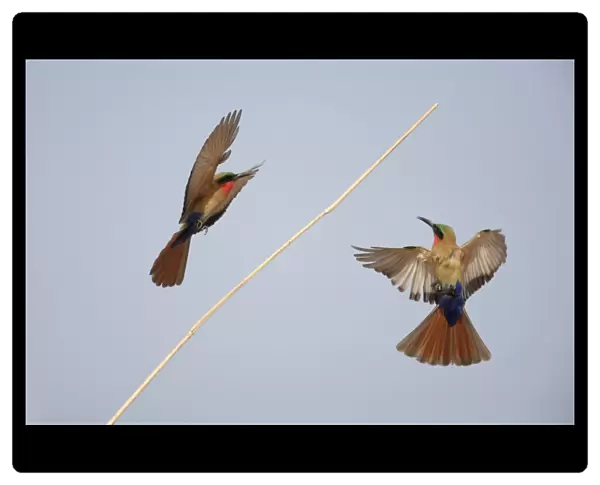 Red-throated Bee-eater (Merops bullocki) two adults, in flight, landing on stem, Gambia, February