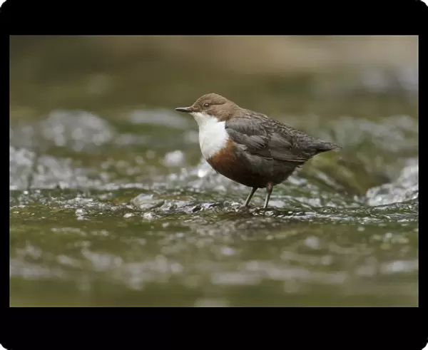 White-throated Dipper (Cinclus cinclus gularis) adult, foraging in stream, Wales, May