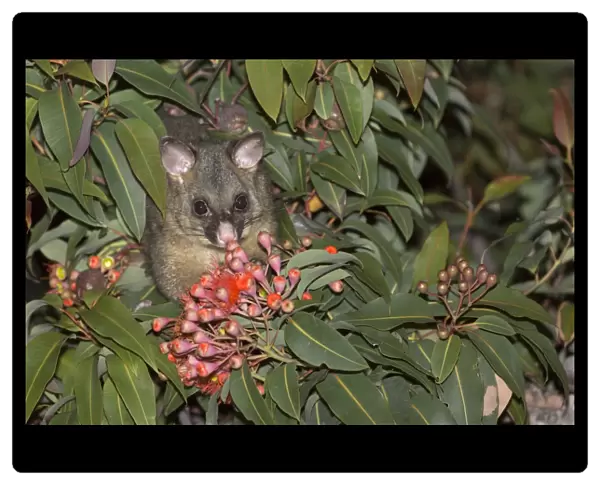 Common Brushtail Possum (Trichosurus vulpecula) adult, feeding on flowers in tree at night, Maria Island N. P