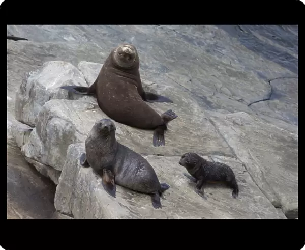 New Zealand Fur Seal (Arctocephalus forsteri) adult male, female and pup, on rocks, Flinders Chase N. P