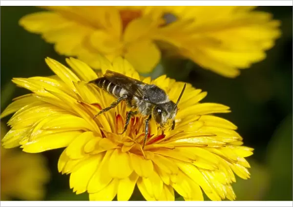 Solitary Bee (Coelioxys elongata) adult female, feeding on flower, Kent, England, September