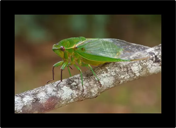 Australian Green Grocer Cicada (Cyclochila australasiae) Green Monday form, adult, resting on twig, Atherton Tableland