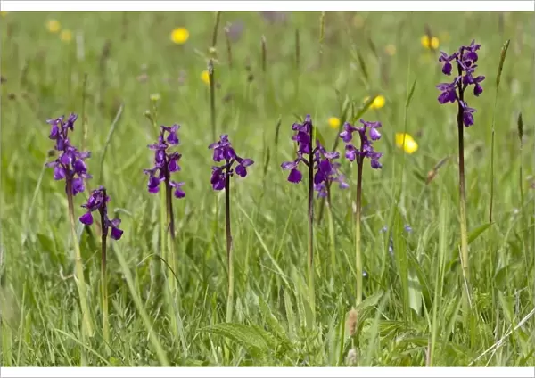 Green-winged Orchid (Orchis morio) flowering, growing in hay meadow, Marden Meadows, Kent, England, May