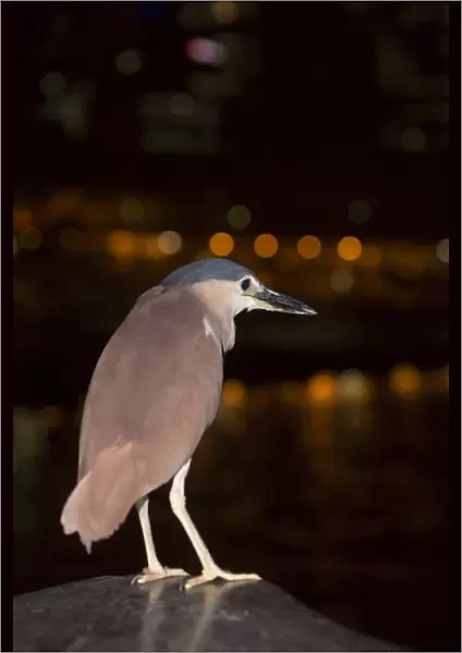 Rufous Night-heron (Nycticorax caledonicus) adult, with lights from city reflected in water at night, Melbourne