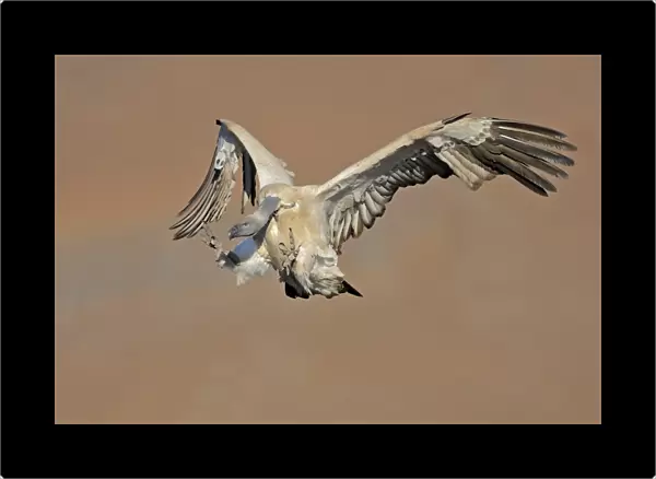 Cape Vulture (Gyps coprotheres) adult, in flight, landing on mountain clifftop, Giants Castle N. P