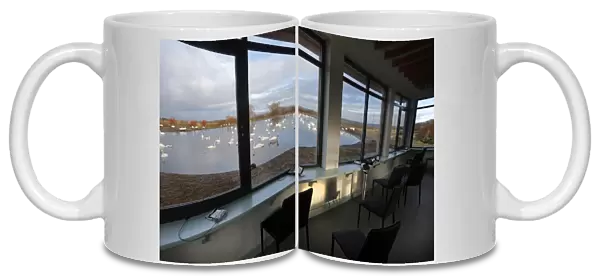 Interior of birdwatching observatory, overlooking Whooper Swan (Cygnus cygnus) and Mute Swan (Cygnus olor) mixed flock