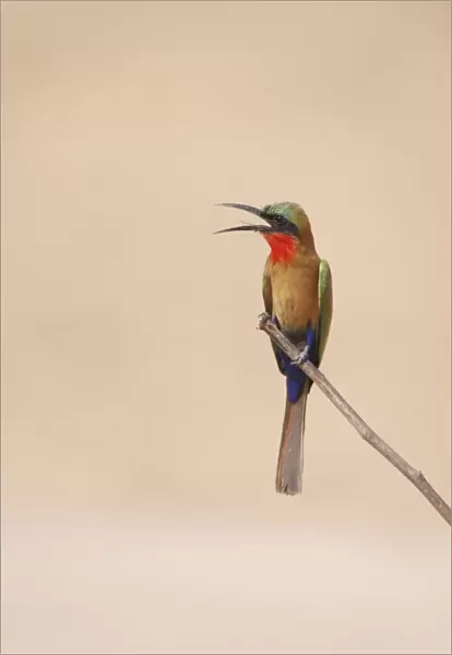 Red-throated Bee-eater (Merops bullocki) adult, with beak open, perched on twig, Gambia, February