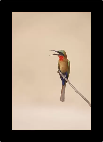Red-throated Bee-eater (Merops bullocki) adult, with beak open, perched on twig, Gambia, February