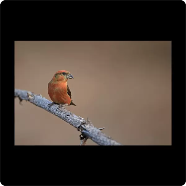 Red Crossbill (Loxia curvirostra) adult male, perched on twig, Norfolk, England, February