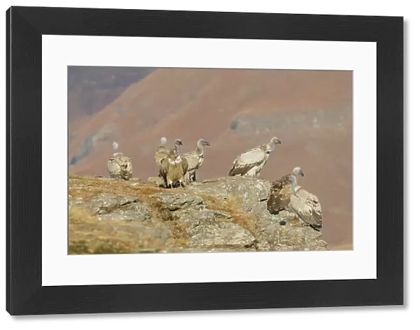 Cape Vulture (Gyps coprotheres) flock, standing on mountain clifftop, Giants Castle N. P