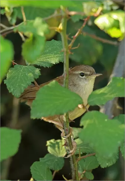 Cettis Warbler (Cettia cetti) adult, perched on thorny stem amongst leaves, Coto Donana, Andalucia, Spain, May