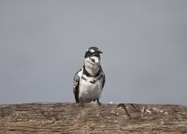 Pied Kingfisher (Ceryle rudis) adult male, swallowing caught fish prey, Gambia, February