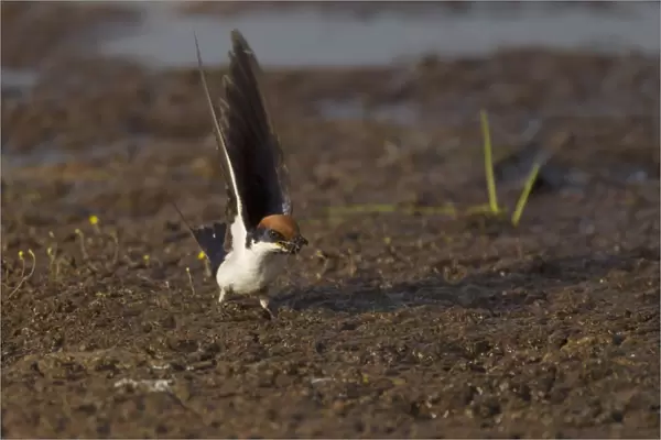 Wire-tailed Swallow (Hirundo smithii smithii) adult, collecting mud in beak for nesting material, Gambia, February