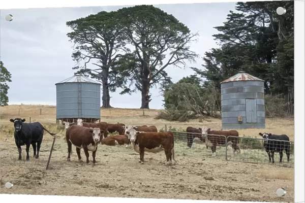 Domestic Cattle, Hereford beef herd, standing in dry pasture with hay feed and silos, Daylesford, Victoria, Australia