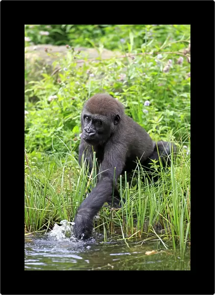 Western Lowland Gorilla (Gorilla gorilla gorilla) young, drinking, cupping water in hand (captive)