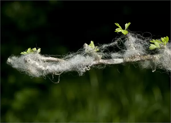 Domestic Sheep, wool caught on thorn twig in hedge, Cumbria, England, June