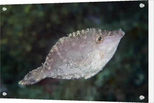 Seagrass Filefish (Acreichthys tomentosus) adult, swimming, Lembeh Straits, Sulawesi, Sunda Islands, Indonesia, January