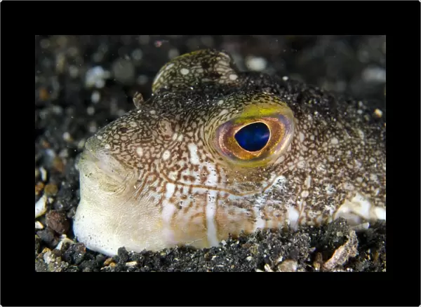 Shortfin Puffer (Torquigener brevipinnis) adult, close-up of head, buried in black sand, Lembeh Straits, Sulawesi