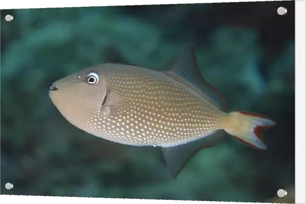 Gilded Triggerfish (Xanthichthys auromarginatus) adult female, swimming, Lembeh Straits, Sulawesi, Sunda Islands