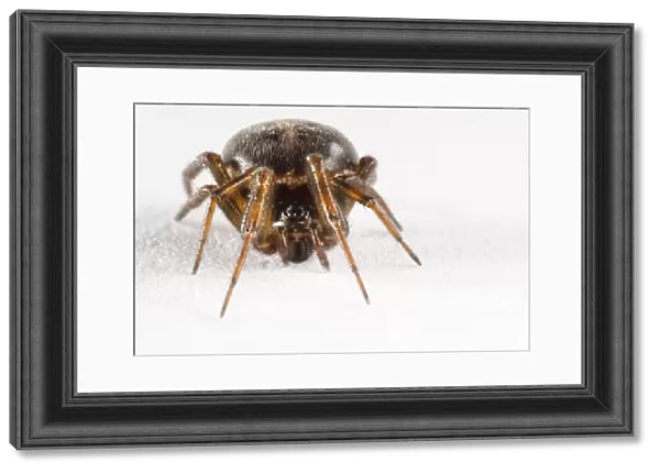 Common False Widow Spider (Steatoda bipunctata) adult female