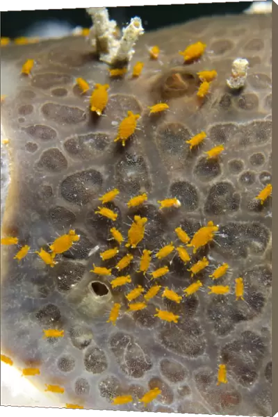 Sponge Isopod (Santia sp. ) group, Lembeh Straits, Sulawesi, Sunda Islands, Indonesia, January