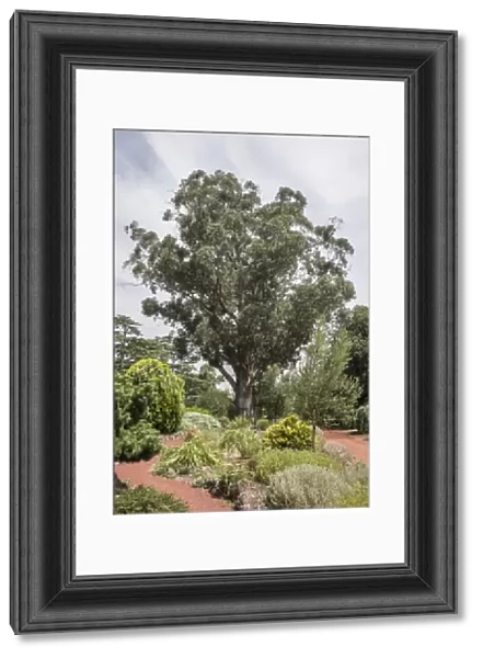 Tasmanian Blue Gum (Eucalyptus globulus) habit, listed on Register of Significant Trees, Ballarat Botanical Gardens
