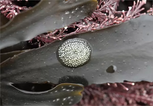 Flat Periwinkle (Littorina obtusata) eggs, attached to wrack frond, Kimmeridge, Isle of Purbeck, Dorset, England, March