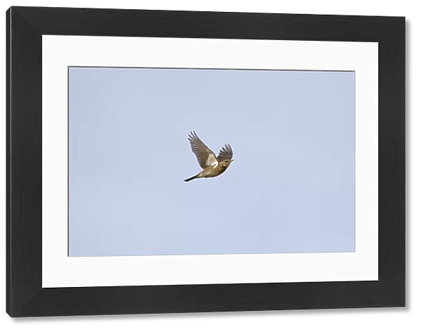 Peregrine Falcon (Falco peregrinus) adult, in flight, Malham Cove, Malhamdale, Yorkshire Dales N. P
