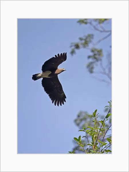 Lesser Fish-eagle (Ichthyophaga humilis humilis) adult, in flight, Taman Negara N. P