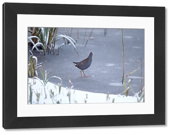 Water Rail (Rallus aquaticus) adult, standing on ice during snowfall, Strumpshaw Fen RSPB Reserve, River Yare