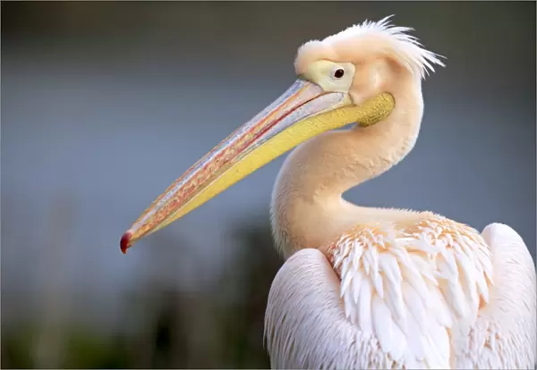 Great White Pelican (Pelecanus onocrotalus) pink adult, breeding plumage, close-up of head and neck (captive)