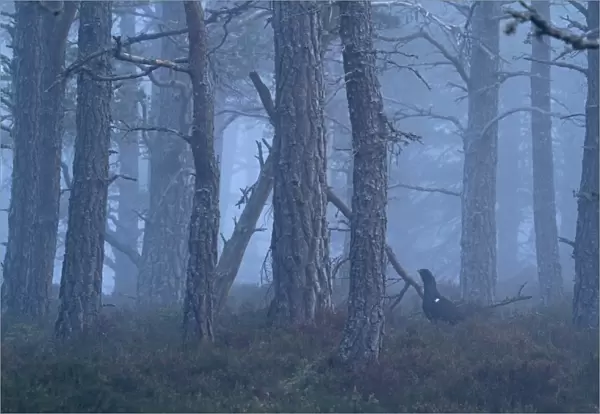 Western Capercaillie (Tetrao urogallus) adult male, standing in misty Caledonian pine forest habitat